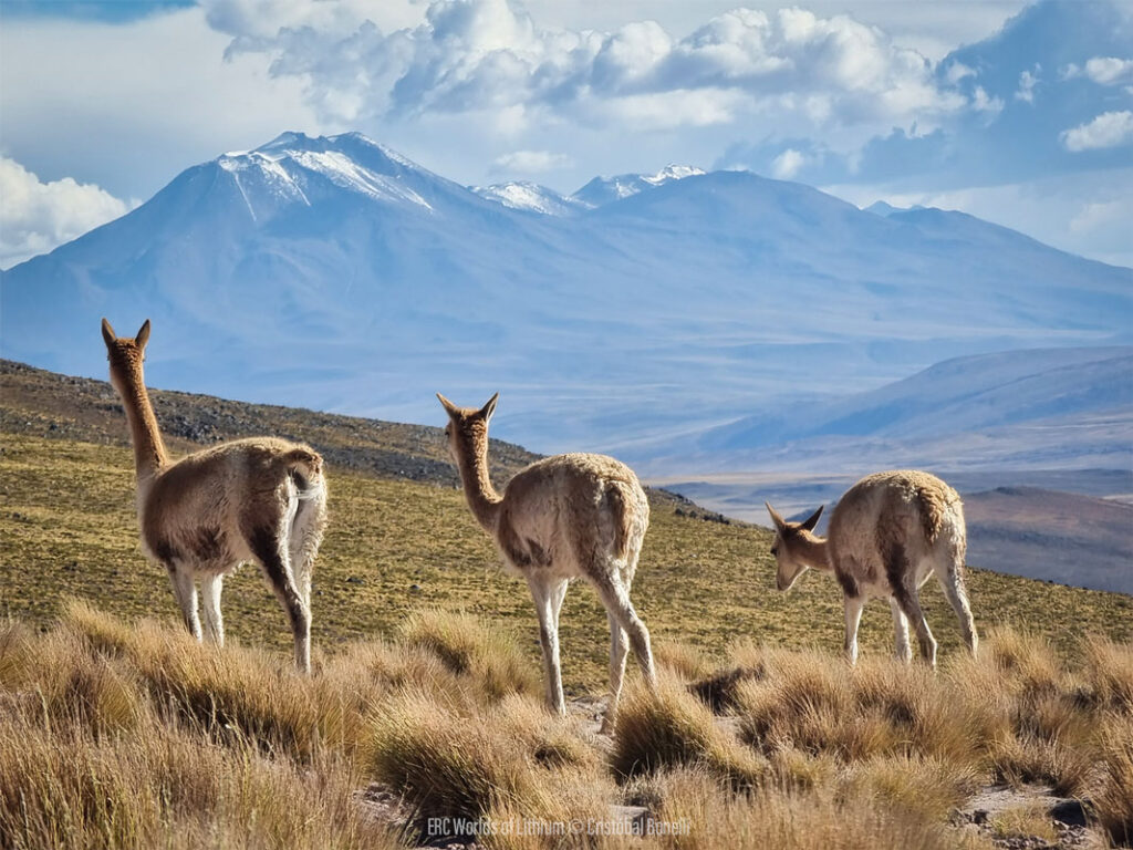 Bonelli, Vicunas, Atacama